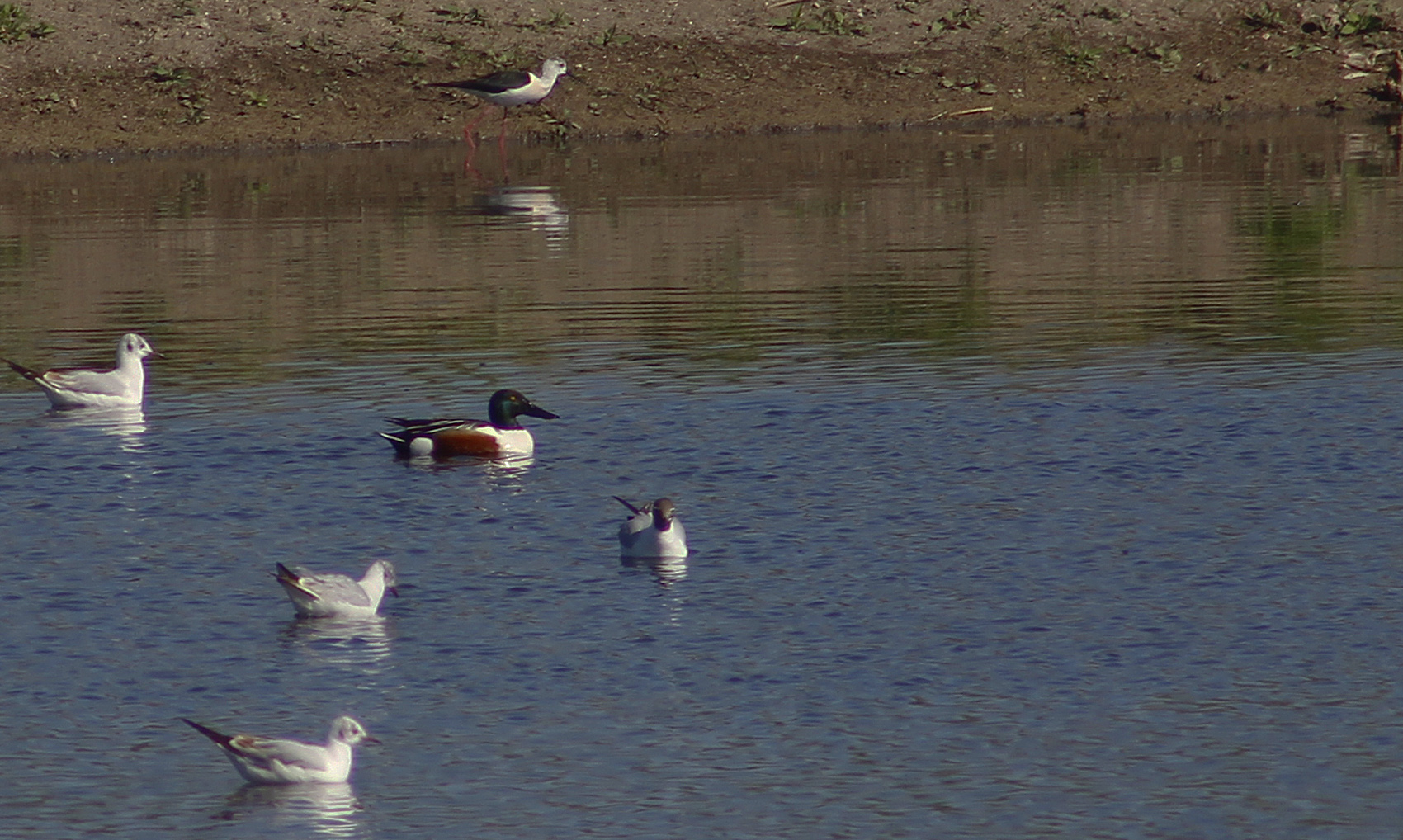 Northern Shoveler